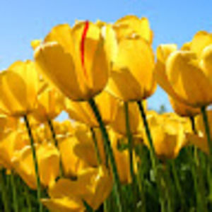 Meet your Posher, Tina